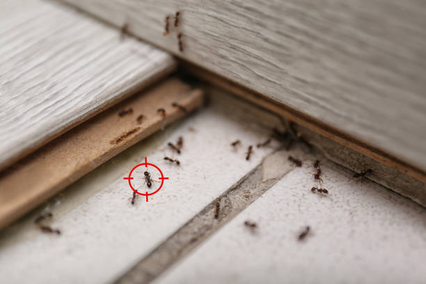 Best Rat Extermination Near Me  in Zephyrhills South, FL