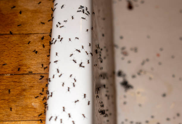Flea Control Services in Zephyrhills South, FL
