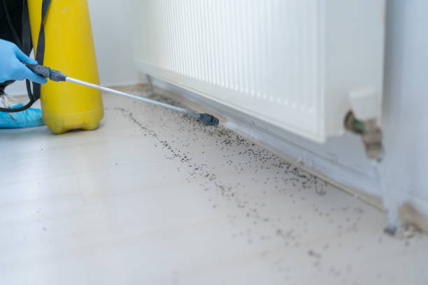 Best Flea Control Services  in Zephyrhills South, FL