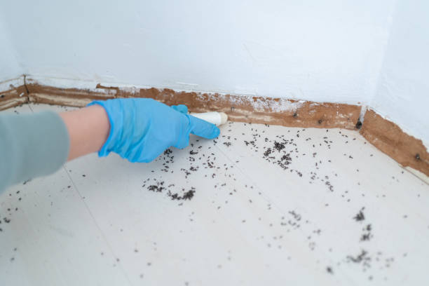 Best Mosquito Control Services  in Zephyrhills South, FL